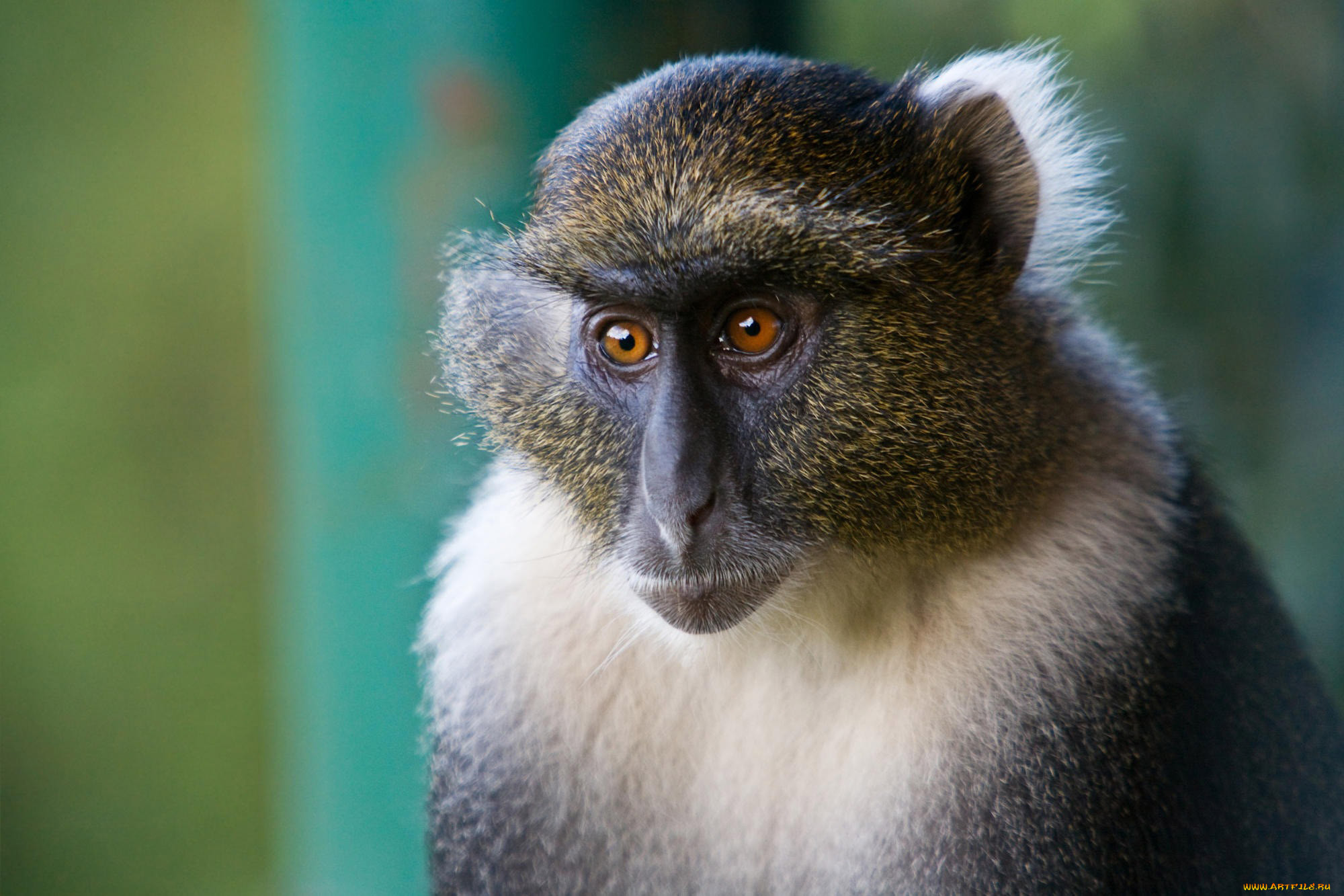 Come monkey. Белогрудый капуцин. Голубая мартышка (Cercopithecus MITIS). Очковый тонкотел. Гульман обезьяна.